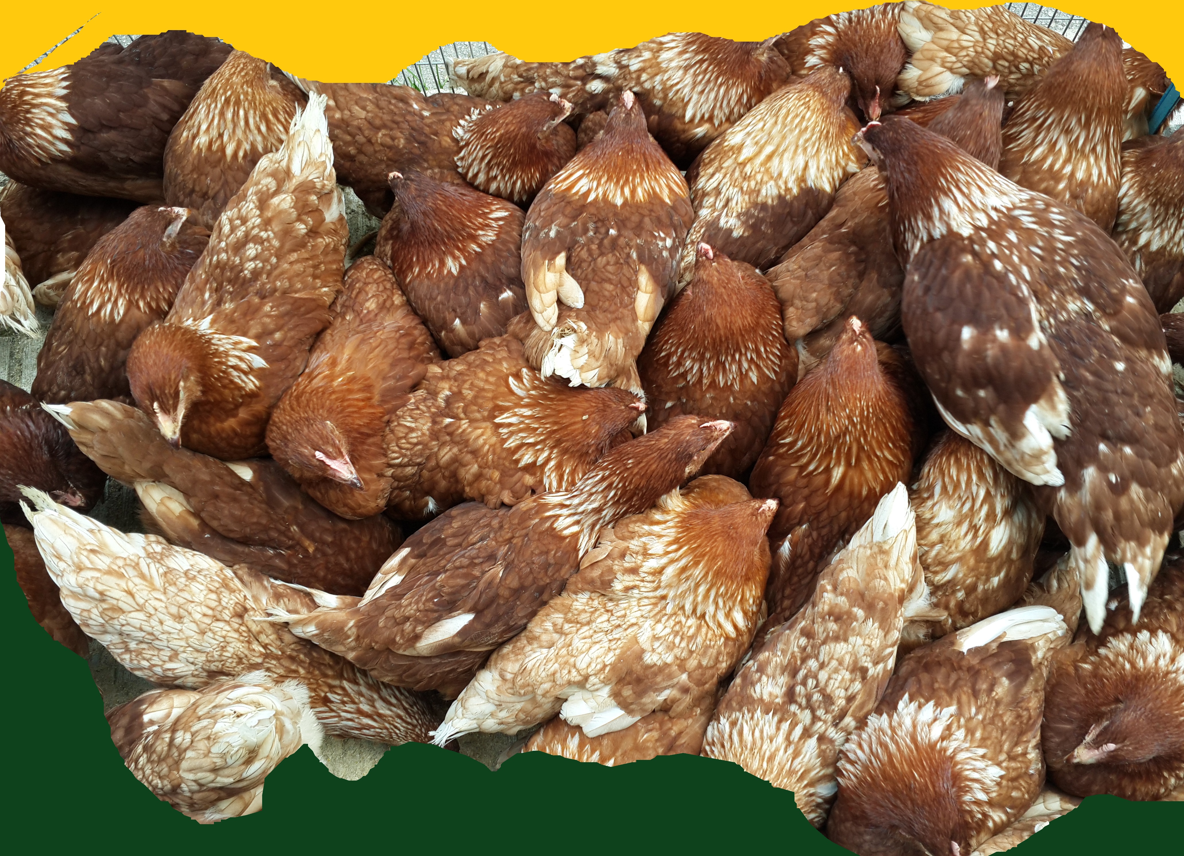 Bitpazarı Eskişehir 2014 “Kimse Görmesin”